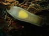 Jajca morske mačke (Foto: Milan Modic)