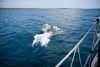 Z nami želi regatirati tudi delfin /foto:Jaka Šuln/